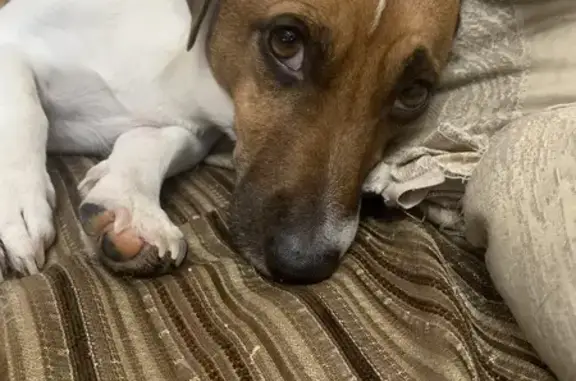 Найдена собака, Опорный, фото: Джек Рассел найден в Суходольске, Ростовская обл.