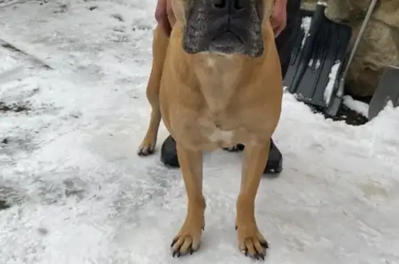 Найдена собака, Краснодар, фото: Найдена собака, Морская ул., 49