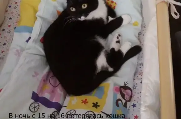 Пропала кошка, Сибирская ул. 102/2, Томск - photo