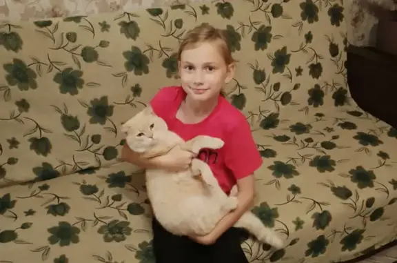 Пропала кошка, ул. Гутина, Онега - photo