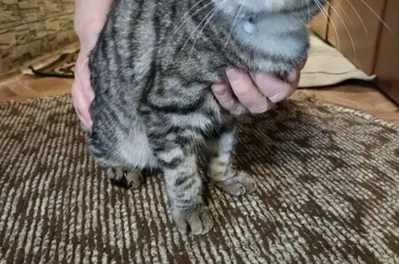 Найдена кошка, Гамово, фото: Найдена кошка, Гамово, Пермский край