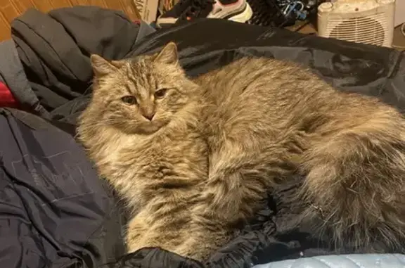 Найденные животные Казань, фото: Кошка найдена: ул. Сайдашева, Казань