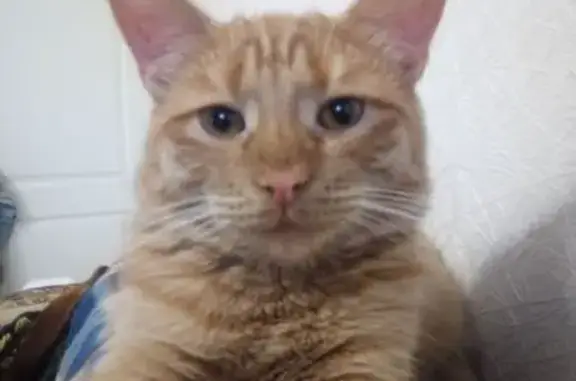 Пропала кошка, Димитровград, Ульяновск - photo