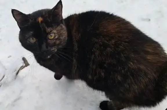 Найдена кошка, Москва, фото: Кошка найдена: Шепелюгинский пер., 4, Москва