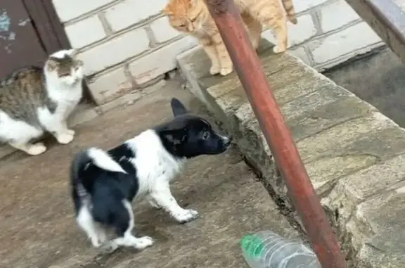 Собаки потеряшки, Рославль, фото: Потеряшка собака, Рославль, Смоленская обл.