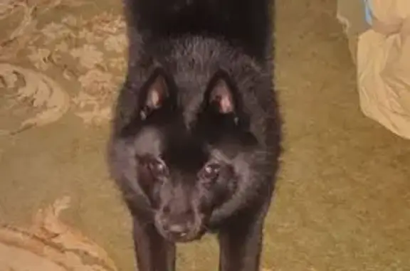 Пропала собака, Тула, Крапивенская ул. - photo