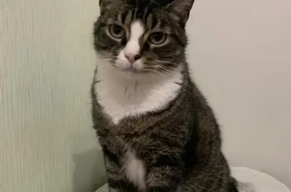 Пропала кошка, Северная ул. 3, Кировск - photo