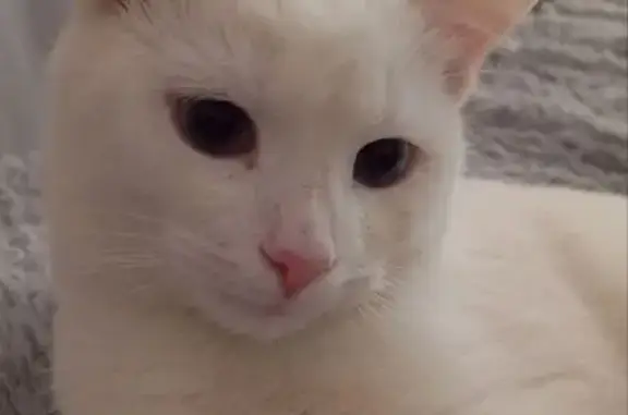 Объявления о пропавших и найденных животных, Шуя, фото: Кошка найдена на 2-й Северной, Шуя