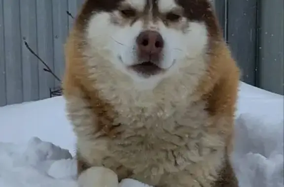 Пропал рыжий хаски на Первомайской улице - photo