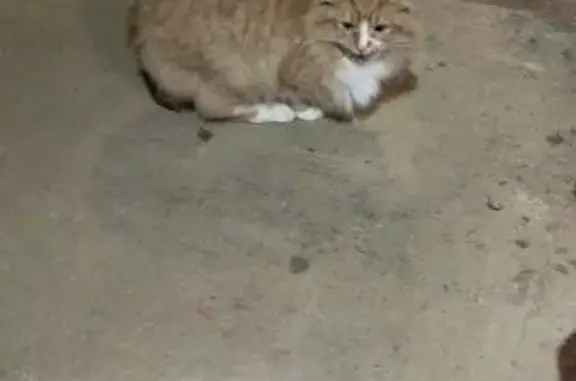 Найдена кошка, Тверь, фото: Кошка найдена: 1-й пр. М. Ульяновой, 37, Тверь