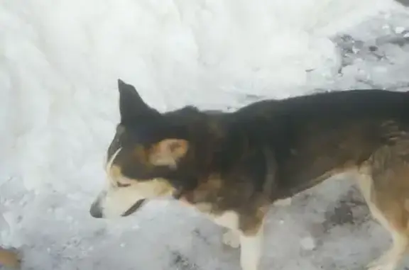 Найдена собака, Чебоксары, фото: Найдена собака с ошейником, Чебоксары