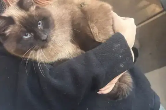 Найденные животные Казань, фото: Кошка найдена: Казань, Космонавтов 61Е