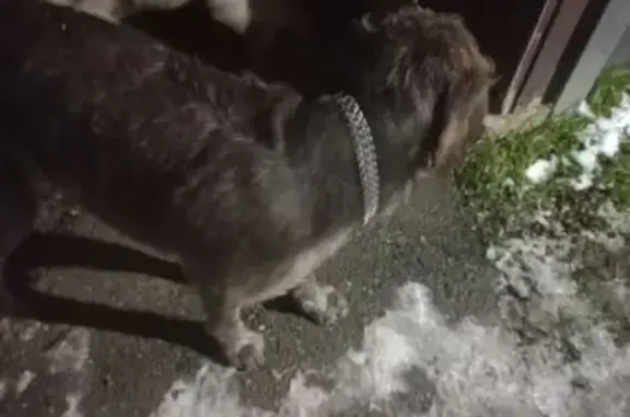 Найдена собака, Краснодар, фото: Найдены собаки, 5-й Воронежский проезд, 54