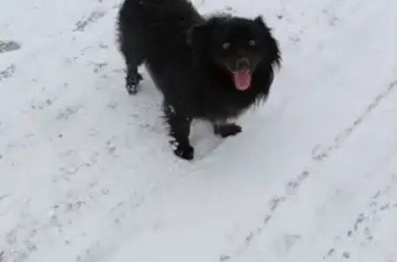 Найдена собака, Краснодар, фото: Собака найдена на Яхонтовой, 7, Краснодар