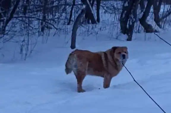 Найдена собака, Красноярск, фото: Собака найдена на Базайской улице, Красноярск