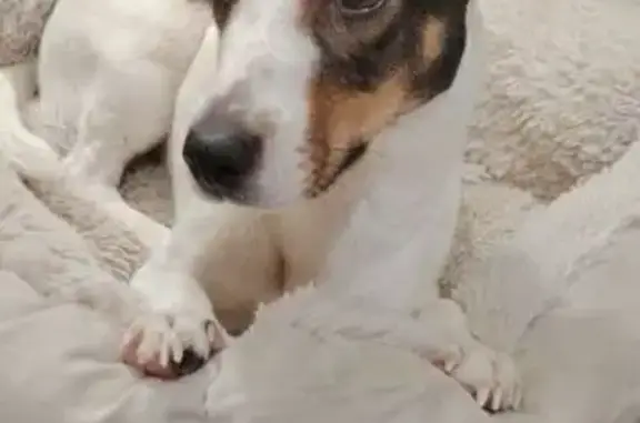 Найдена собака, Зеленоград, фото: Найдена собака в 12 мкр, Зеленоград