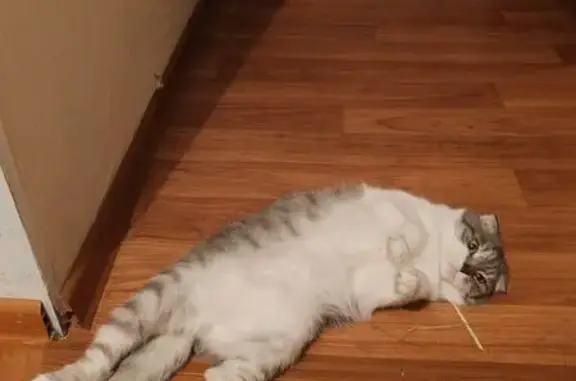 Кошки потеряшки, Волжский, фото: Потеряшка кошка, ул. Карла Маркса, 61