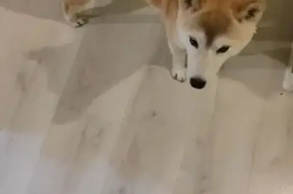 Пропала собака, Железнодорожная 13, Коммунар - photo