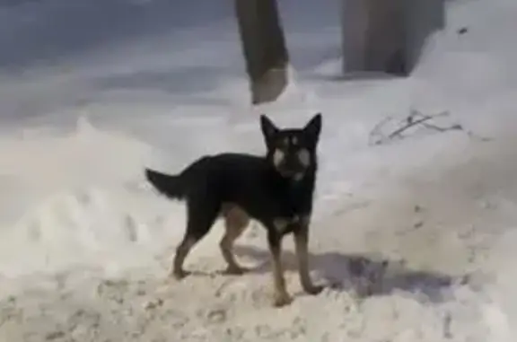 Пропала собака, 1-я Камвольная, Иваново - photo