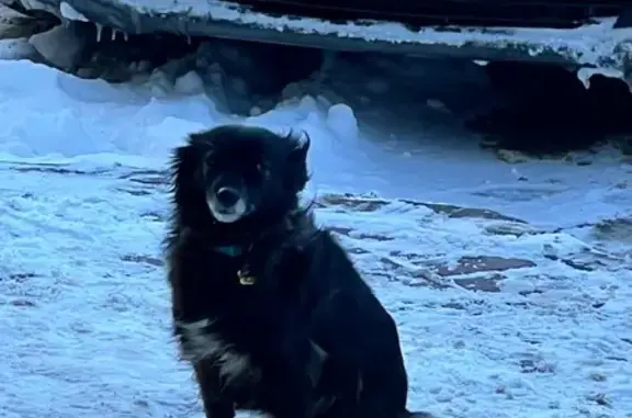 Собака у ТЦ Сокол, пр. Стачки, 25, Ростов-на-Дону - photo