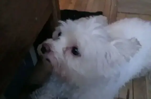 Найдена собака, Санкт-Петербург, фото: Собака найдена на ул. Дыбенко, СПб