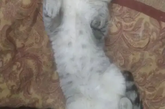 Пропал кот, ул. Короленко, 25Б, Глазов - photo