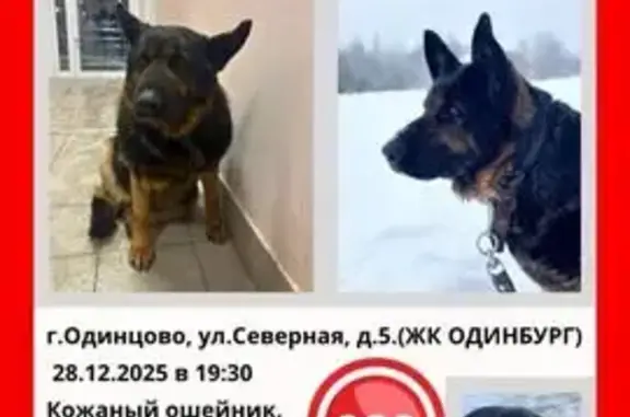 Найдена собака, Одинцово, фото: Собака найдена: Одинцово, 46Н-01530