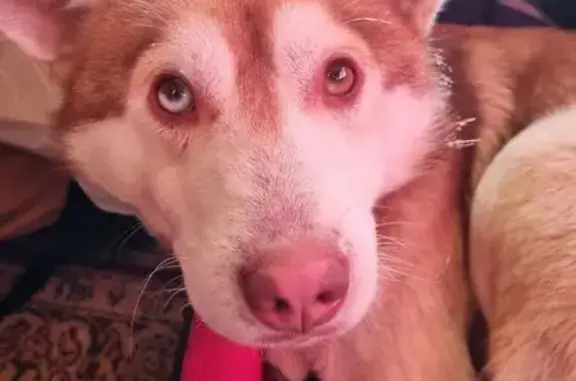 Найдена собака, Грабово, фото: Хаски найден на Заводской, Грабово