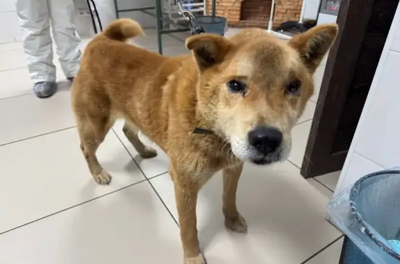 Найдена собака, ул. Шевченко, Томск - photo