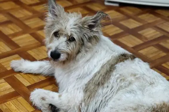 Пропала собака, Зеленцовская 29, Ярославль - photo