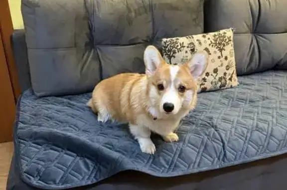 Собаки потеряшки, Самара, фото: Потеряшка щенок, Белорусская ул. 20, Самара