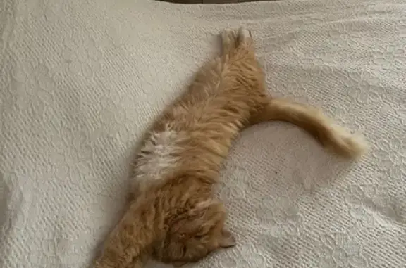 Пропала кошка, Полевая ул., Фащёвка - photo