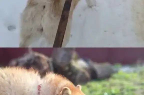 Собаки потеряшки, Михайловск, фото: Потеряшка хаски на ул. Некрасова, Михайловск