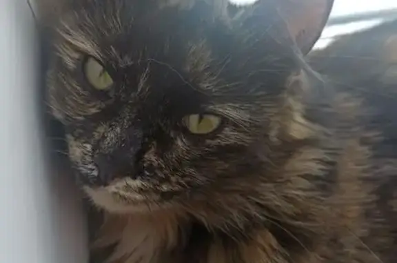 Пропала кошка Шпуля, Рязань, Рязанская обл. - photo