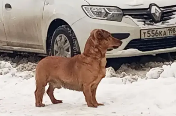 Собака на ул. Маршала Захарова, 40, СПб - photo