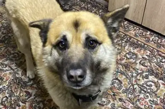 Пропала собака, Грузинская ул. 19, Саратов - photo