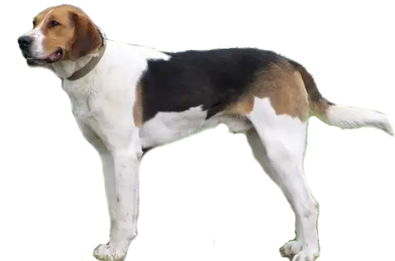 Пропала собака в Кондуках, Тульская обл. - photo