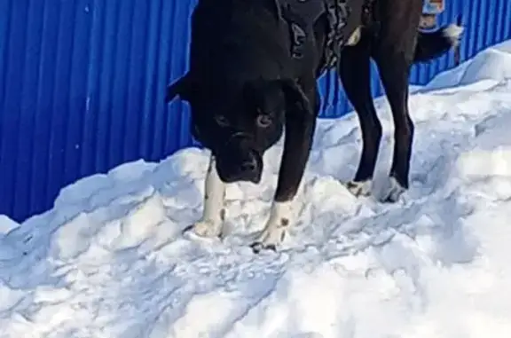 Найдена собака, Тула, фото: Найдена собака, Тула, 8-й Октябрьский пр.