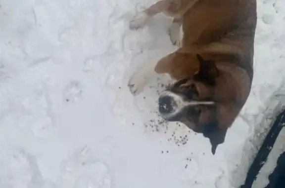 Найдена собака, Истра, фото: Найдена собака, МО, бело-рыжая, крупная