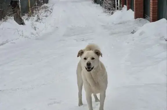 Найдена собака, Самара, фото: Собака найдена: ул. Горелый Хутор, Озерки