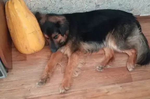 Пропала собака, Свердлова 18, Вахтан - photo