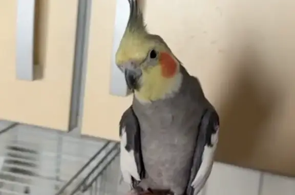 Пропала корелла, Верхнеозёрная 6, Калининград - photo