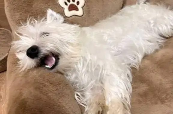 Пропала собака, Москва - photo