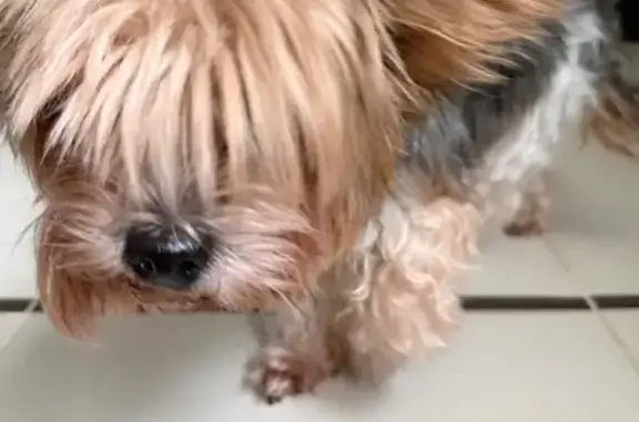 Найдена собака, Москва, фото: Найдена собака, Снежная ул., Москва