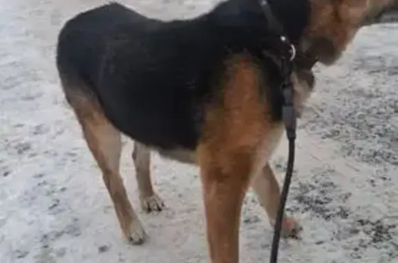 Объявления о пропавших и найденных животных, Ногинск, фото: Собака найдена! Электростальское шоссе, 23