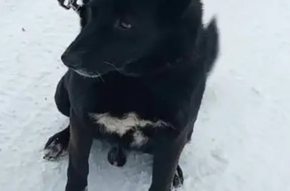 Пропала собака, ул. Вахтангова, 46, Копейск - photo