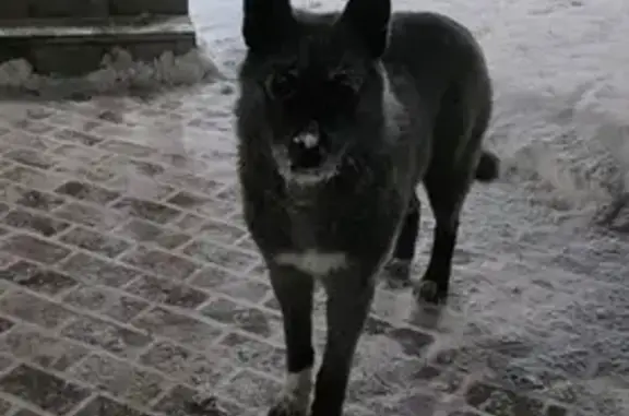 Найдена собака, Томск, фото: Собака найдена: ул. Войкова, 47/2, Томск