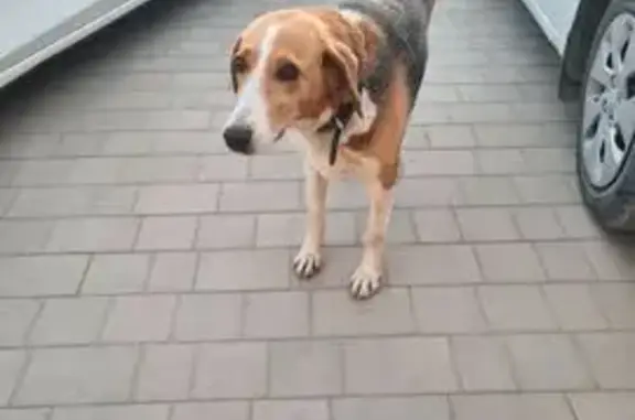 Пропала собака Эльза на ул. Патканяна, 140 - photo