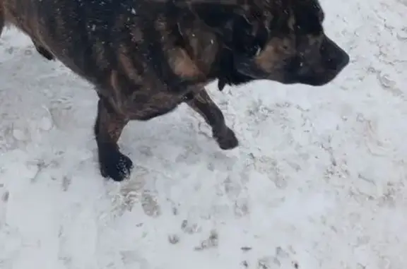 Найдена собака, Грачевка, фото: Собака найдена: Грачёвка, Центр. ул. 12