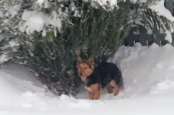 Найдена собака, Вахромеево, фото: Собака найдена: Вахромеево, 7А